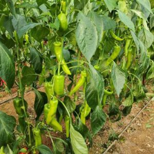 pepper 701